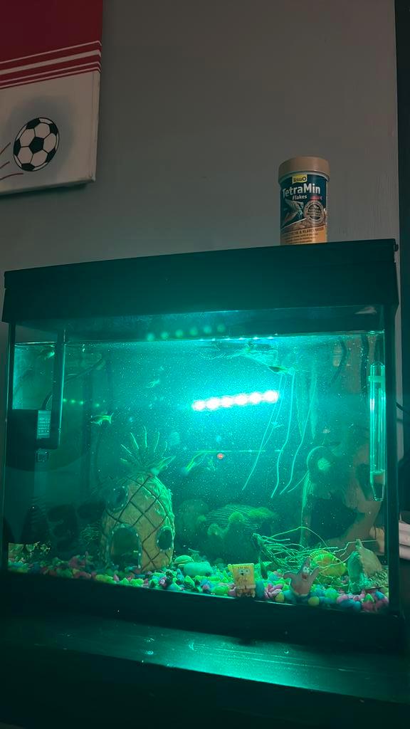 Vissenkom incl visjes etc, Dieren en Toebehoren, Vissen | Aquaria en Toebehoren, Gebruikt, Verlichting of Verwarming, Ophalen