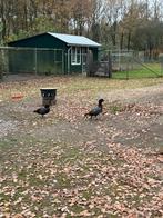 Paradijs casarca, Dieren en Toebehoren, Pluimvee, Meerdere dieren, Gans of Zwaan