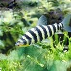 leporinus fasciatus - Zwart Gestreepte Kopstaander, Dieren en Toebehoren, Vissen | Aquariumvissen, Vis, Zoetwatervis