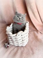Britse Korthaar kittens blauw met stamboom & garantie!, Meerdere dieren, Gechipt