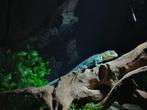 Halsbandleguaan Crotaphytus collaris, Dieren en Toebehoren, Overige soorten, Met terrarium, 0 tot 2 jaar