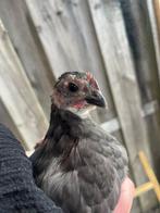 Nog een lief orpington kriel haantje, Mannelijk, Kip