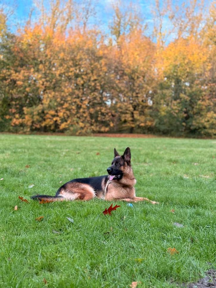 Duitse Herder reu met stamboom zoekt teef voor dekking, Dieren en Toebehoren, Honden | Dekreuen, Reu, Particulier, Eén hond, Nederland