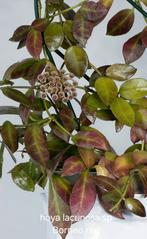Laaste Hoya lacunosa sp Borneo, Overige soorten, In pot, Minder dan 100 cm, Bloeiende kamerplant