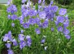 Campanula in pot te koop!, Tuin en Terras, Planten | Tuinplanten, Overige soorten, Volle zon, Vaste plant, Ophalen of Verzenden