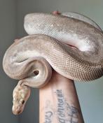 1.0 spotnose bamboo clown koningspython, Dieren en Toebehoren, Reptielen en Amfibieën, Slang