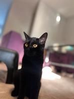 Gratis op te halen in roosendaal, Dieren en Toebehoren, Katten en Kittens | Raskatten | Korthaar, Poes