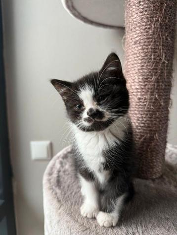 Prachtig kitten zoekt jou ! beschikbaar voor biedingen