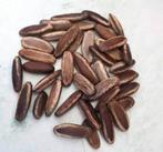 Flamboyant, delonix regia zaden, Ophalen of Verzenden, Volle zon