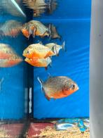 Wildvang roodbuik piranha - pygocentrus nattereri, Vis, Zoetwatervis