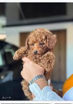 Poedel, Dieren en Toebehoren, Poedel, 15 weken tot 1 jaar, Reu, Eén hond