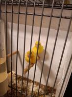 Prachtige mannelijke en vrouwelijke kanaries, klaar om te wo, Dieren en Toebehoren, Vogels | Kanaries, Mannelijk