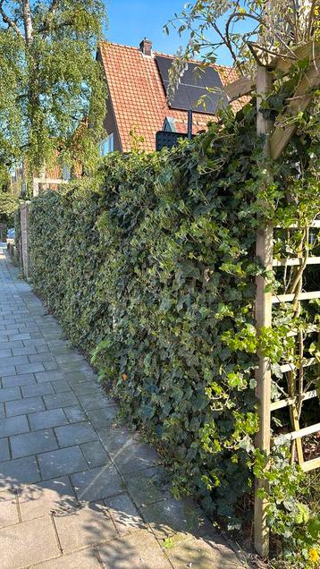 Hederahaag (gratis) beschikbaar voor biedingen