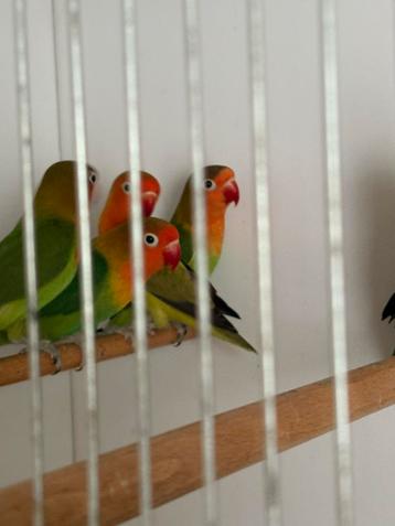 Wildkleur agapornis Ficheri beschikbaar voor biedingen