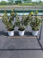 Prunus Lusitanica Angustifolia / Portugese laurier 60 cm, Haag, Minder dan 100 cm, Laurier, Ophalen