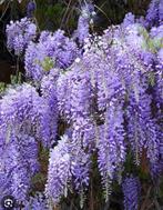 Blauwe regen (wisteria) planten, Tuin en Terras, Ophalen, Overige soorten, 100 tot 250 cm
