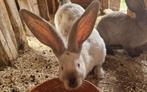 Duitse reus sable, Mannelijk, Groot, 0 tot 2 jaar