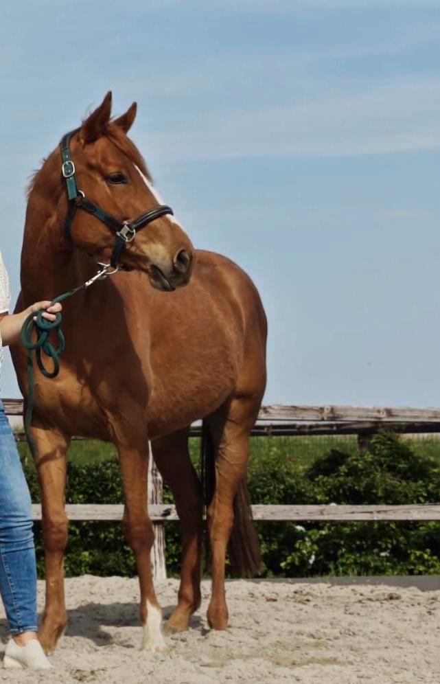 Leuke 4 jarige e-pony merrie, Dieren en Toebehoren, Pony's, Merrie, Zadelmak, E pony (1.48m - 1.57m), 3 tot 6 jaar, Met stamboom