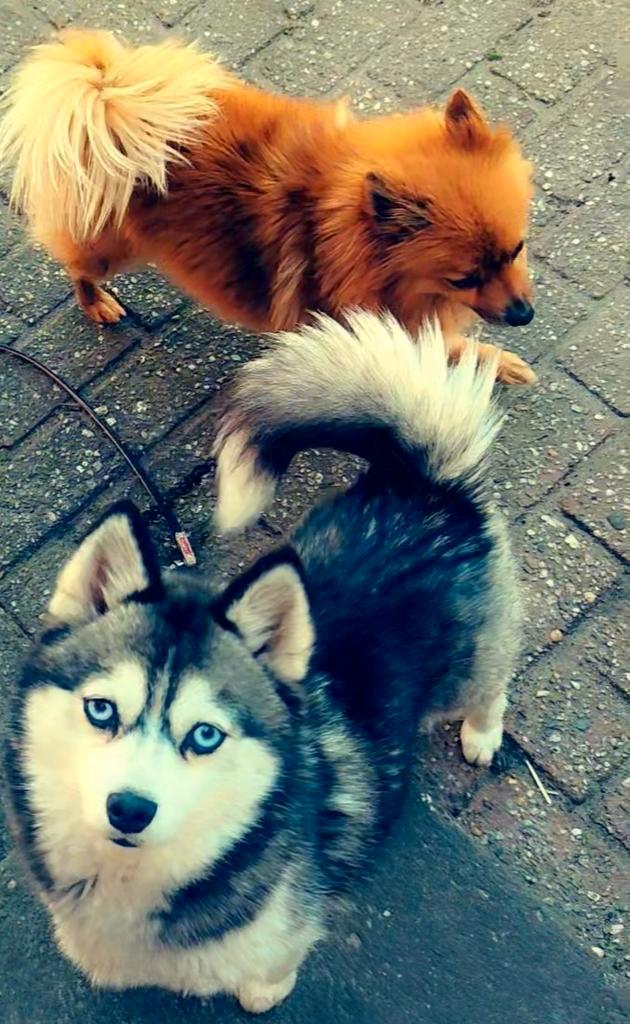 Pomsky en pomeriaan teefjes liefdevol thuis gezocht, Dieren en Toebehoren, Honden | Chihuahua's en Gezelschapshonden, Teef, Overige rassen