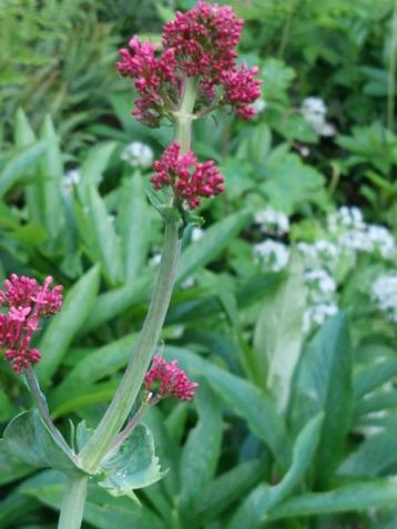 zaden Centranthus ruber Red beschikbaar voor biedingen