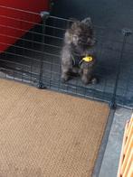 Pomeriaan  pup reutje, Dieren en Toebehoren, Honden | Poolhonden, Keeshonden en Oertypen, Keeshond, Reu, 8 tot 15 weken, Eén hond