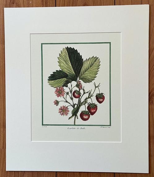 Oude prenten, Verzamelen, Foto's en Prenten, Zo goed als nieuw, Prent, Natuur, Voor 1940, Ophalen of Verzenden