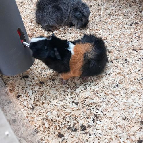 5 leuke zeugjes, Dieren en Toebehoren, Knaagdieren, Vrouwelijk, Cavia, Januari, Tam