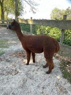 Alpaca, Mei, Vrouwelijk