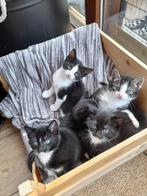 Kittens, Dieren en Toebehoren, Katten en Kittens | Overige Katten, Kortharig, 0 tot 2 jaar, Poes
