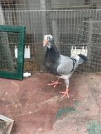 Bonte sierduif, Dieren en Toebehoren, Vogels | Duiven, Geslacht onbekend, Overige soorten