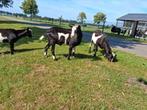 4 zwart bonte dek bokken, Dieren en Toebehoren, Schapen, Geiten en Varkens, Mannelijk, Geit