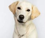 Labrador pups verwacht, Dieren en Toebehoren, Honden | Retrievers, Spaniëls en Waterhonden, 8 tot 15 weken, Labrador retriever