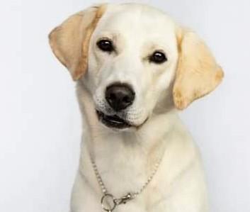 Labrador pups verwacht  beschikbaar voor biedingen