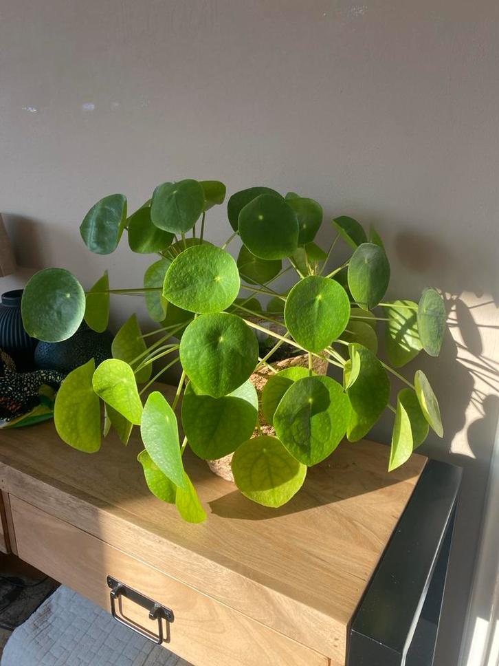 Grote Pannenkoekplant (Pilea peperomioides), Tuin en Terras, Planten | Tuinplanten, Vaste plant, Overige soorten, Halfschaduw