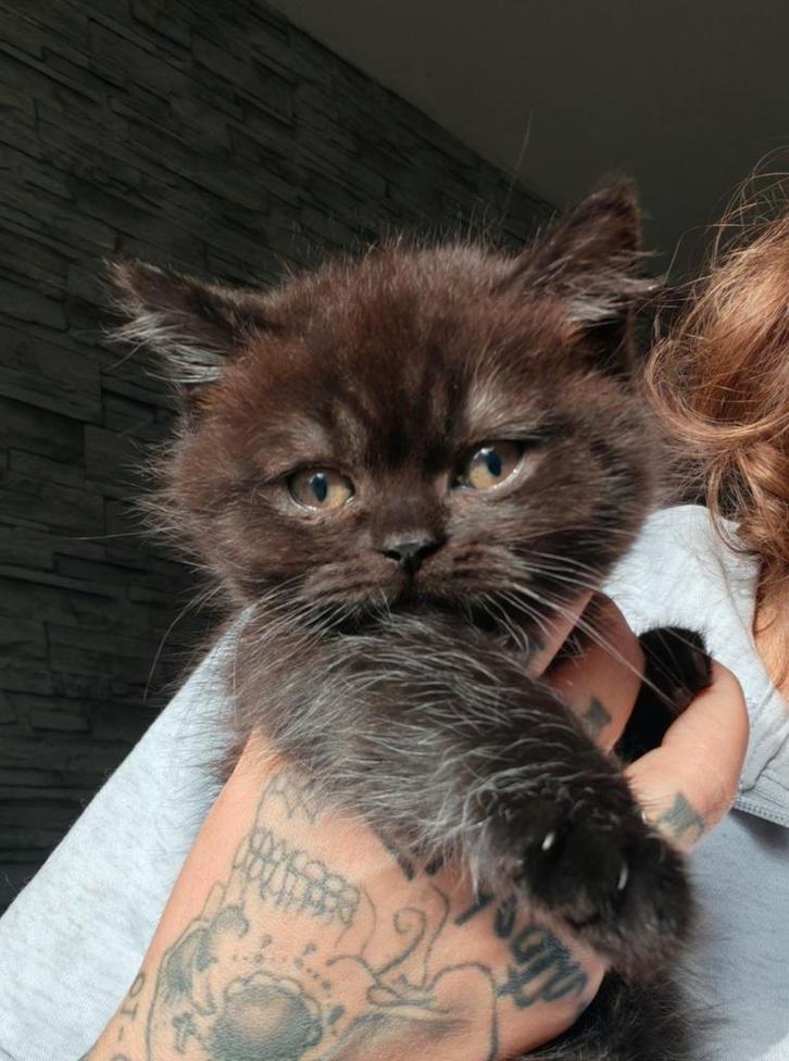 Brits korthaar poesje, Dieren en Toebehoren, Katten en Kittens | Raskatten | Korthaar, Poes, 0 tot 2 jaar, Gechipt, Ontwormd, Ingeënt