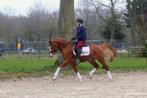 Allround D pony v. Next generation, Dieren en Toebehoren, Pony's, B, Gechipt, Ruin, 3 tot 6 jaar