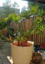 Philodendron Selloum - Prachtige Kamerplant!, Ophalen