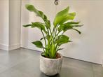 Strelitzia nicolai kamerplant NIEUW, Huis en Inrichting, Overige soorten, Minder dan 100 cm, Ophalen of Verzenden, Halfschaduw