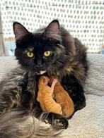 Prachtige Maine Coon mix kittens verwacht– €600, Poes, Ontwormd, 0 tot 2 jaar