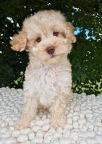 Prachtige boomer x dwerg poedel pups, Nederland, Overige rassen, CDV (hondenziekte), 8 tot 15 weken