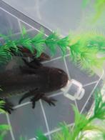 Jonge axolotls wildkleur
