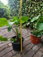 Pilea Pannenkoekenplant Diverse Maten, Overige soorten, In pot, Minder dan 100 cm, Groene kamerplant
