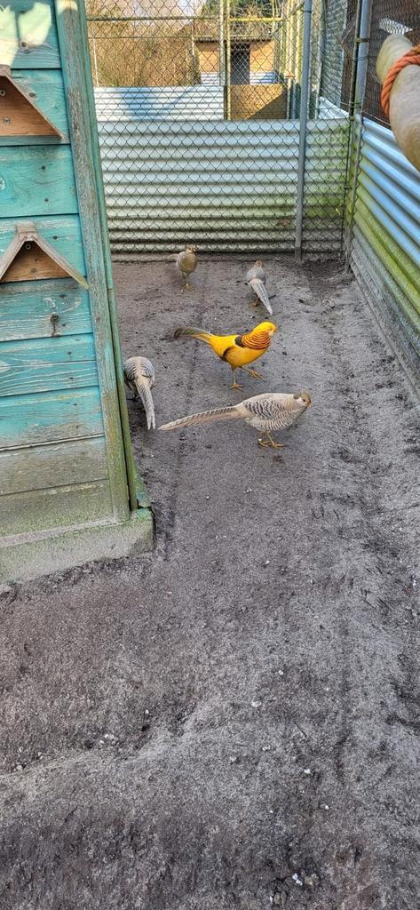 Gele goudfazant kuikens, Dieren en Toebehoren, Pluimvee, Overige soorten, Meerdere dieren