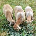 Nolana Landschaap (zelfruiend), jonge rammen (3 beschikbaar), Mannelijk, Schaap, 0 tot 2 jaar