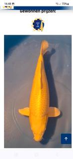 Yamabuki japanse koi, Dieren en Toebehoren, Vissen | Vijvervissen, Karper of Koi