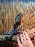 Kraag hagedis inclusief groeitent, zonder lampen!, Dieren en Toebehoren, Reptielen en Amfibieën, Hagedis, Tam, 3 tot 6 jaar