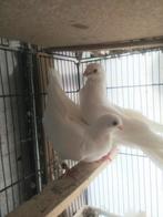 4 Figuritas , één duitse meeuwe, Dieren en Toebehoren, Vogels | Duiven, Meerdere dieren, Overige soorten