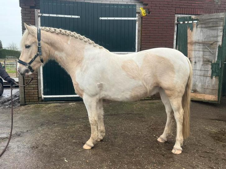 Geweldige alrounde pony, Dieren en Toebehoren, Overige Dieren, Mannelijk, Mei