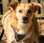 LUCY & PATRICK 2 lieve kleine hondjes, teefje & reutje, Dieren en Toebehoren, Honden | Niet-rashonden, Rabiës (hondsdolheid), 1 tot 2 jaar