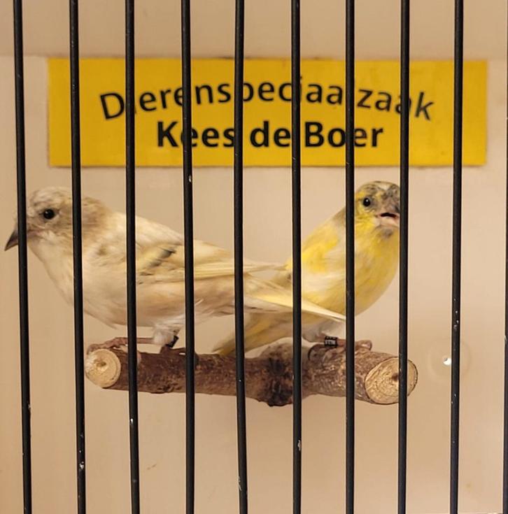 Tsjechisch gele sijzen, Dieren en Toebehoren, Vogels | Overige Vogels, Meerdere dieren, Geringd